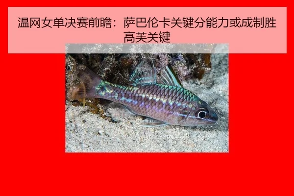 wen-wang-nv-dan-jue-sai-qian-zhan-sa-ba-lun-ka-guan-jian-fen-neng-li-huo-cheng-zhi-sheng-gao-fu-guan-jian-2-828.jpg